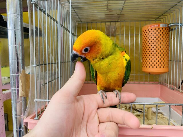 【最新画像更新✨】ちょ~ベタなれ!! コガネメキシコインコ R5 4/8撮影 コガネメキシコインコ