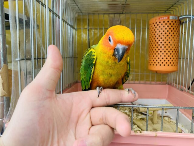 コガネメキシコインコ