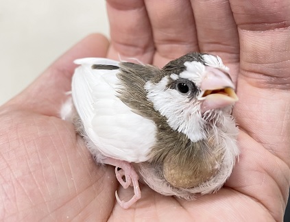 十姉妹（ジュウシマツ）