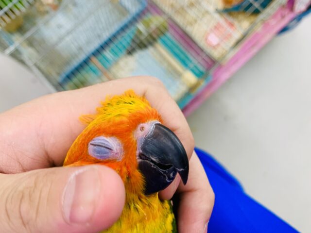 コガネメキシコインコ