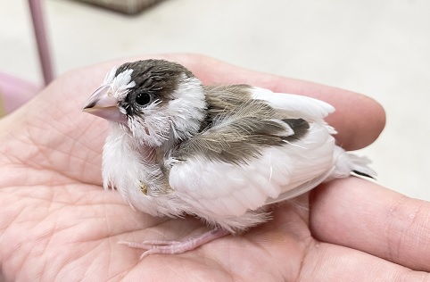 十姉妹（ジュウシマツ）