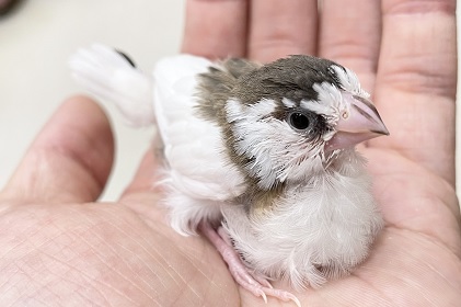 十姉妹（ジュウシマツ）