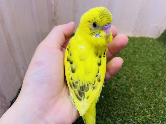 セキセイインコ