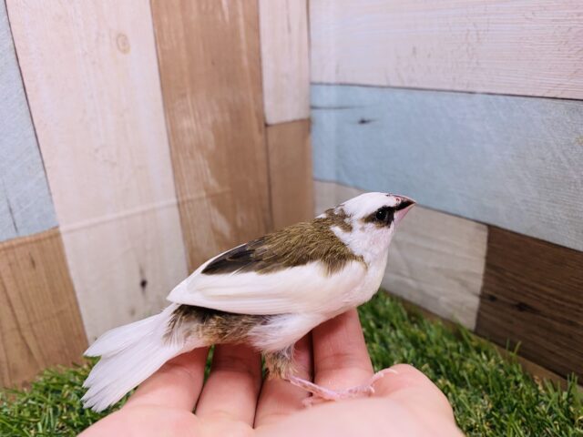 十姉妹（ジュウシマツ）