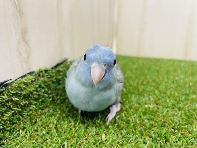 サザナミインコ