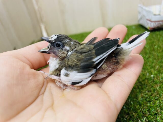 十姉妹（ジュウシマツ）