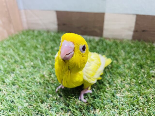 サザナミインコ
