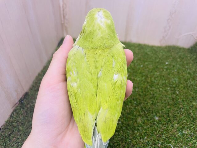 オキナインコ