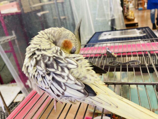 オカメインコ