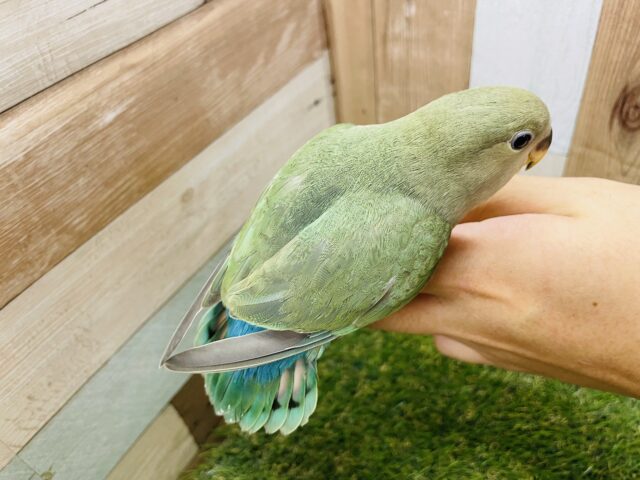 コザクラインコ（小桜インコ）