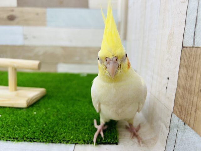 オカメインコ