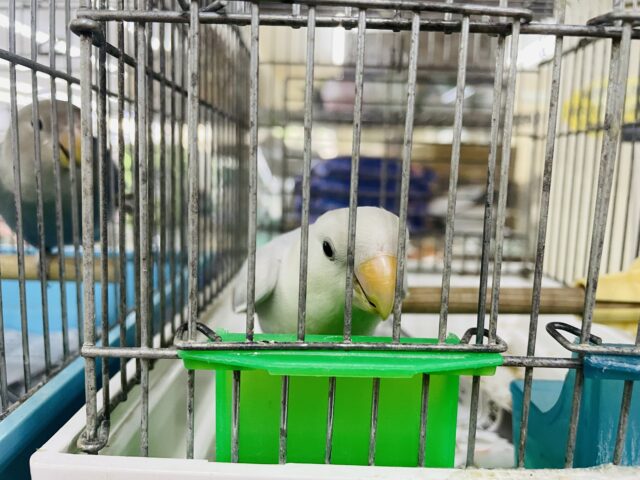 コザクラインコ（小桜インコ）