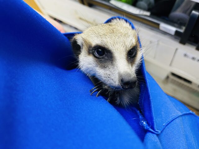 ミーアキャット