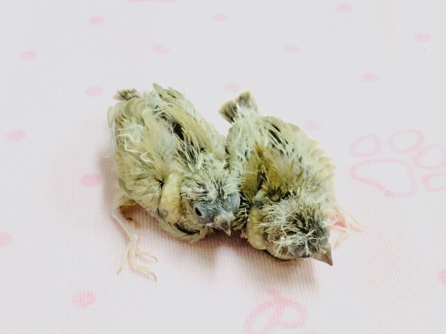 錦花鳥（キンカチョウ）