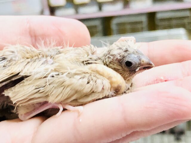 錦花鳥（キンカチョウ）