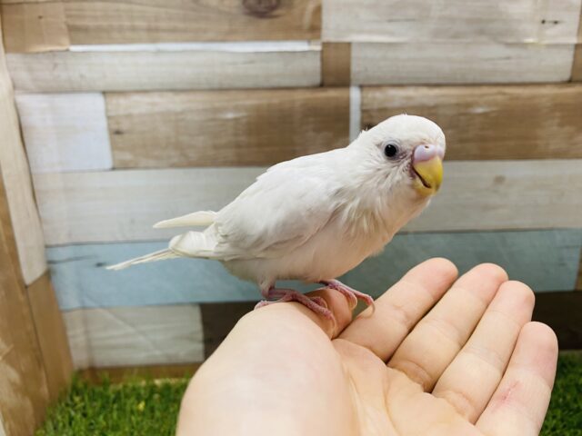 セキセイインコ