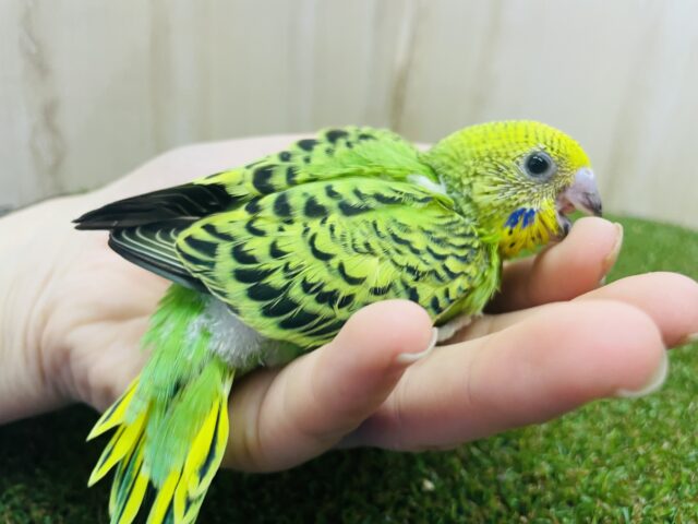 セキセイインコ