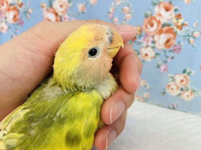 コザクラインコ（小桜インコ）