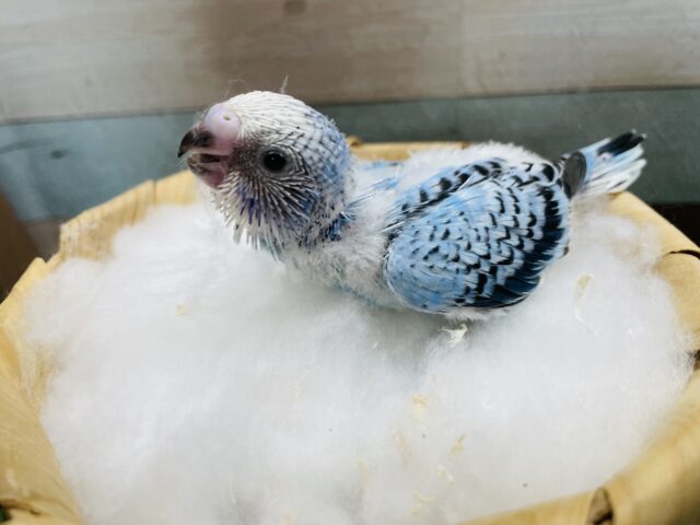 セキセイインコ