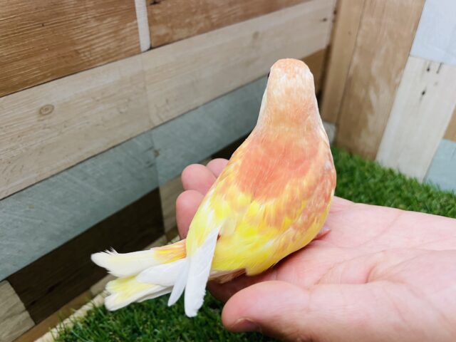 アキクサインコ（秋草インコ）
