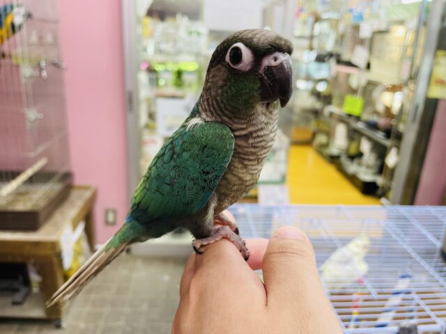 ホオミドリウロコインコ