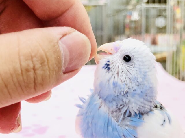 セキセイインコ