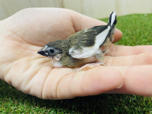 十姉妹（ジュウシマツ）