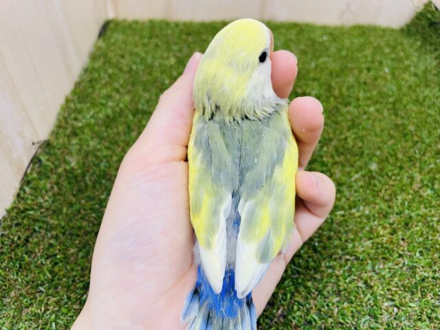 コザクラインコ（小桜インコ）