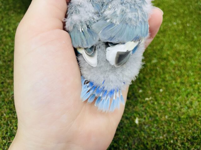 コザクラインコ（小桜インコ）