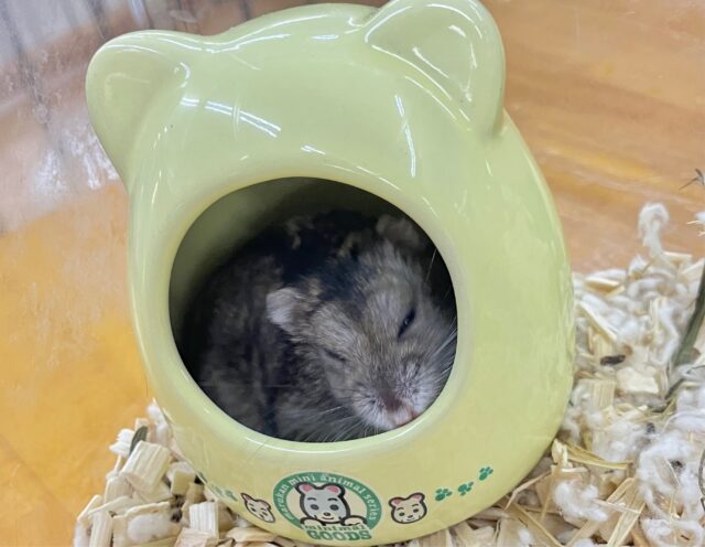 ジャンガリアン