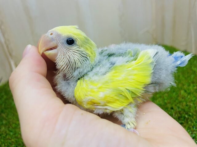 コザクラインコ（小桜インコ）