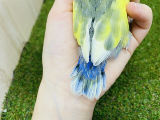 コザクラインコ（小桜インコ）