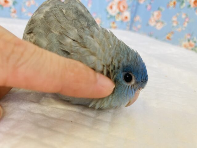 サザナミインコ