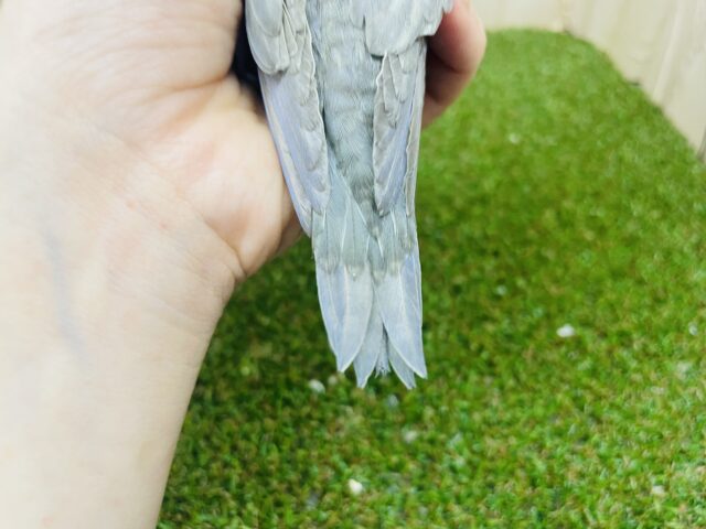 サザナミインコ