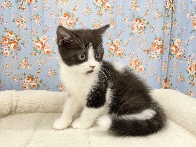 おにぎりボーイ登場☆ マンチカンの男のコ 2023.7/9撮影 マンチカン