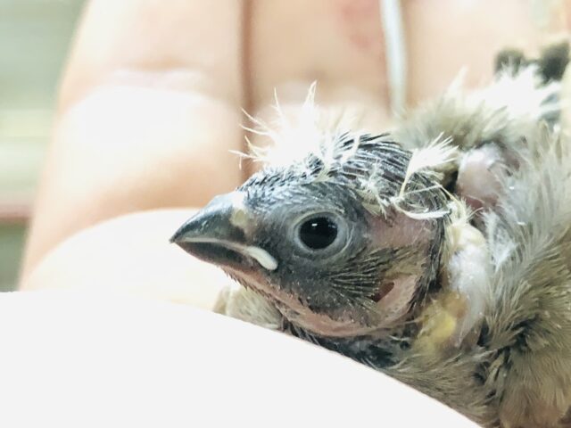 錦花鳥（キンカチョウ）