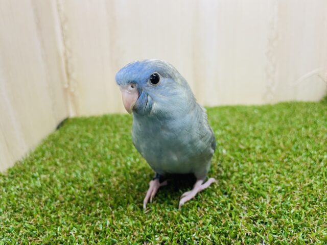 サザナミインコ