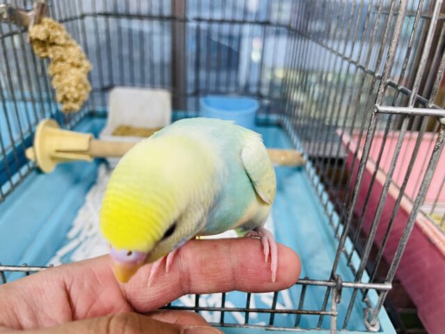セキセイインコ
