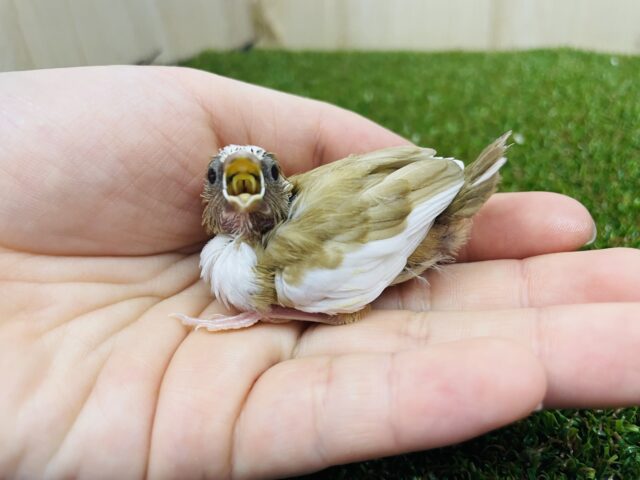 十姉妹（ジュウシマツ）