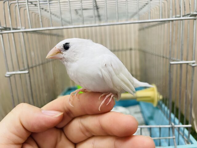 十姉妹（ジュウシマツ）