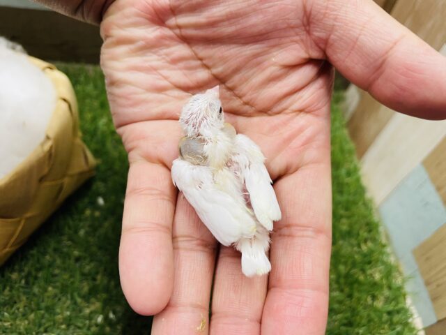 十姉妹（ジュウシマツ）