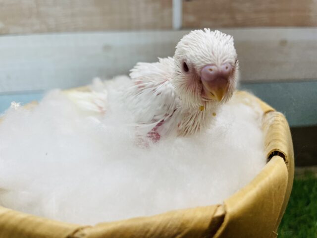 セキセイインコ