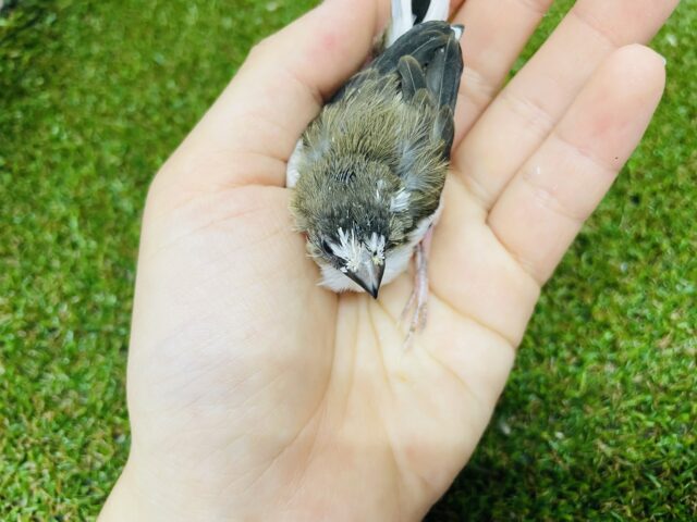 十姉妹（ジュウシマツ）