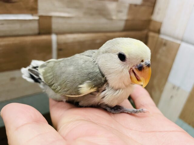 コザクラインコ（小桜インコ）