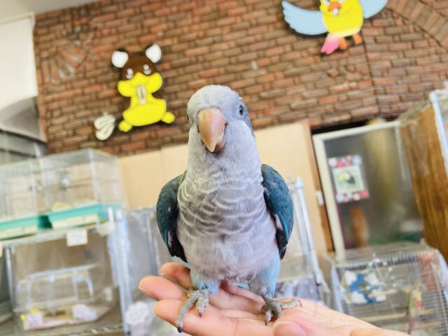 オキナインコ