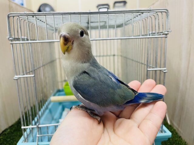コザクラインコ（小桜インコ）