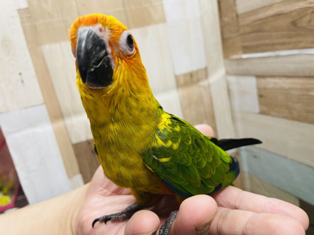 コガネメキシコインコ