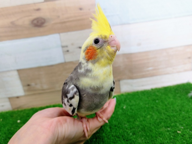 オカメインコ