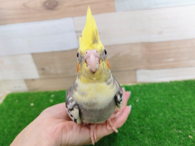 オカメインコ