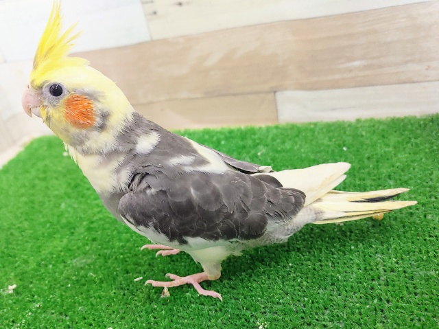 オカメインコ